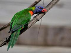 101PARC AUX OISEAUX DANS L AIN 2016 3_000023